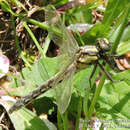 Imagem de Shaogomphus postocularis (Selys 1869)