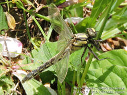 Imagem de Shaogomphus postocularis (Selys 1869)