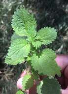 Image of stingingnettle