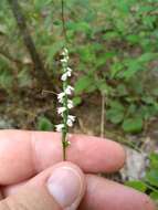 Imagem de Spiranthes tuberosa Raf.