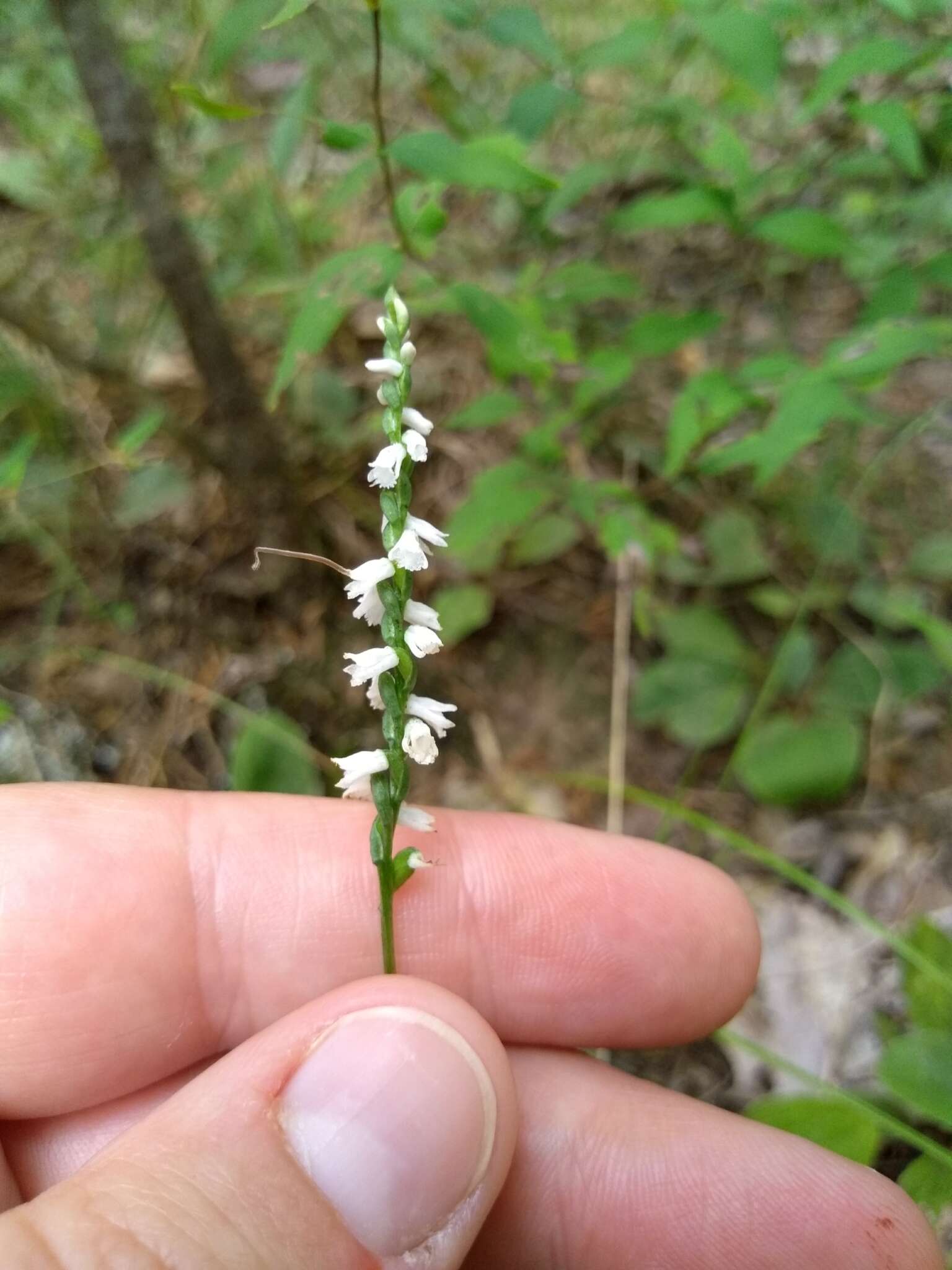 Слика од Spiranthes tuberosa Raf.