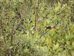 Image of Pelargopsis capensis javana (Boddaert 1783)