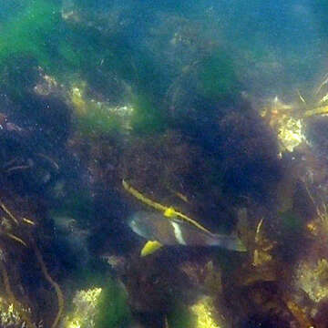 Image of Blue-throated parrotfish