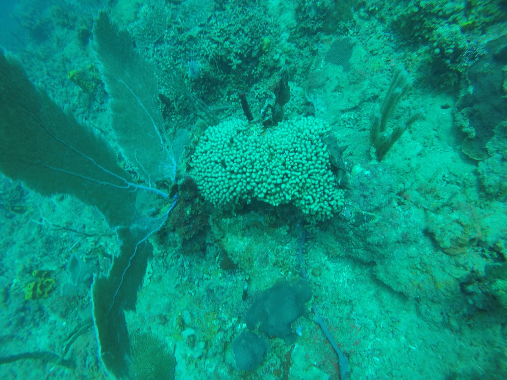 Image of Yellow Pencil Coral