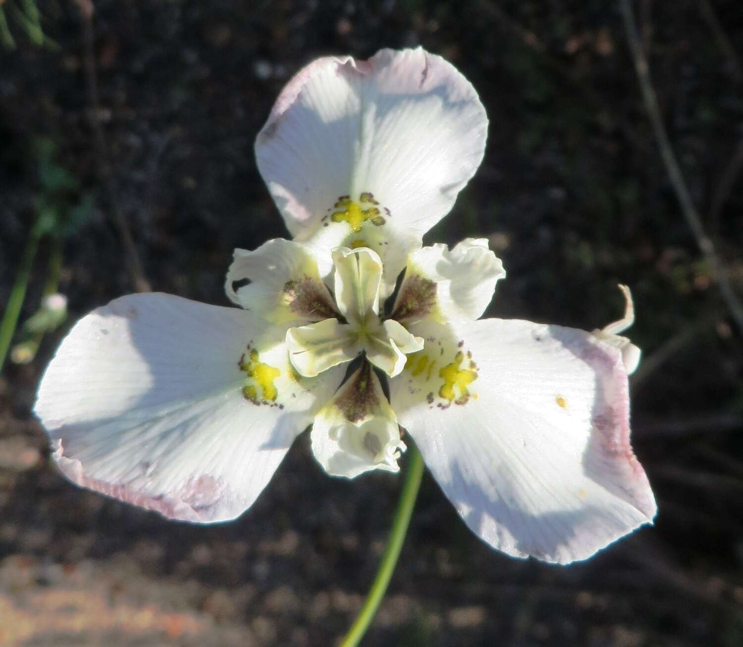 Image of Moraea cantharophila Goldblatt & J. C. Manning