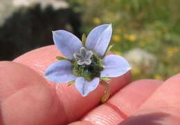 Image of Wahlenbergia capensis (L.) A. DC.