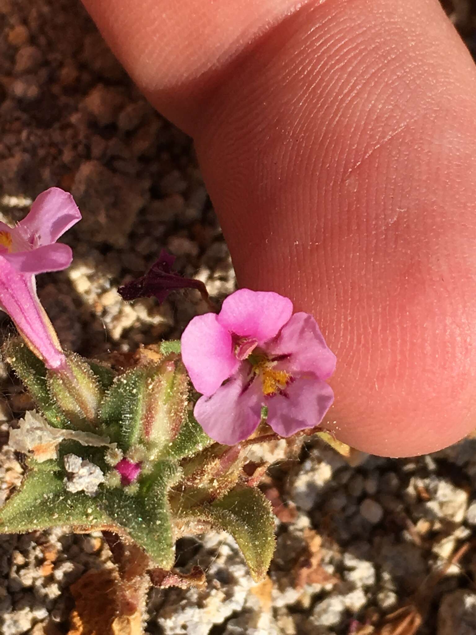 Plancia ëd Diplacus ovatus (A. Gray) G. L. Nesom