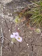 Imagem de Euphrasia collina subsp. diversicolor W. R. Barker