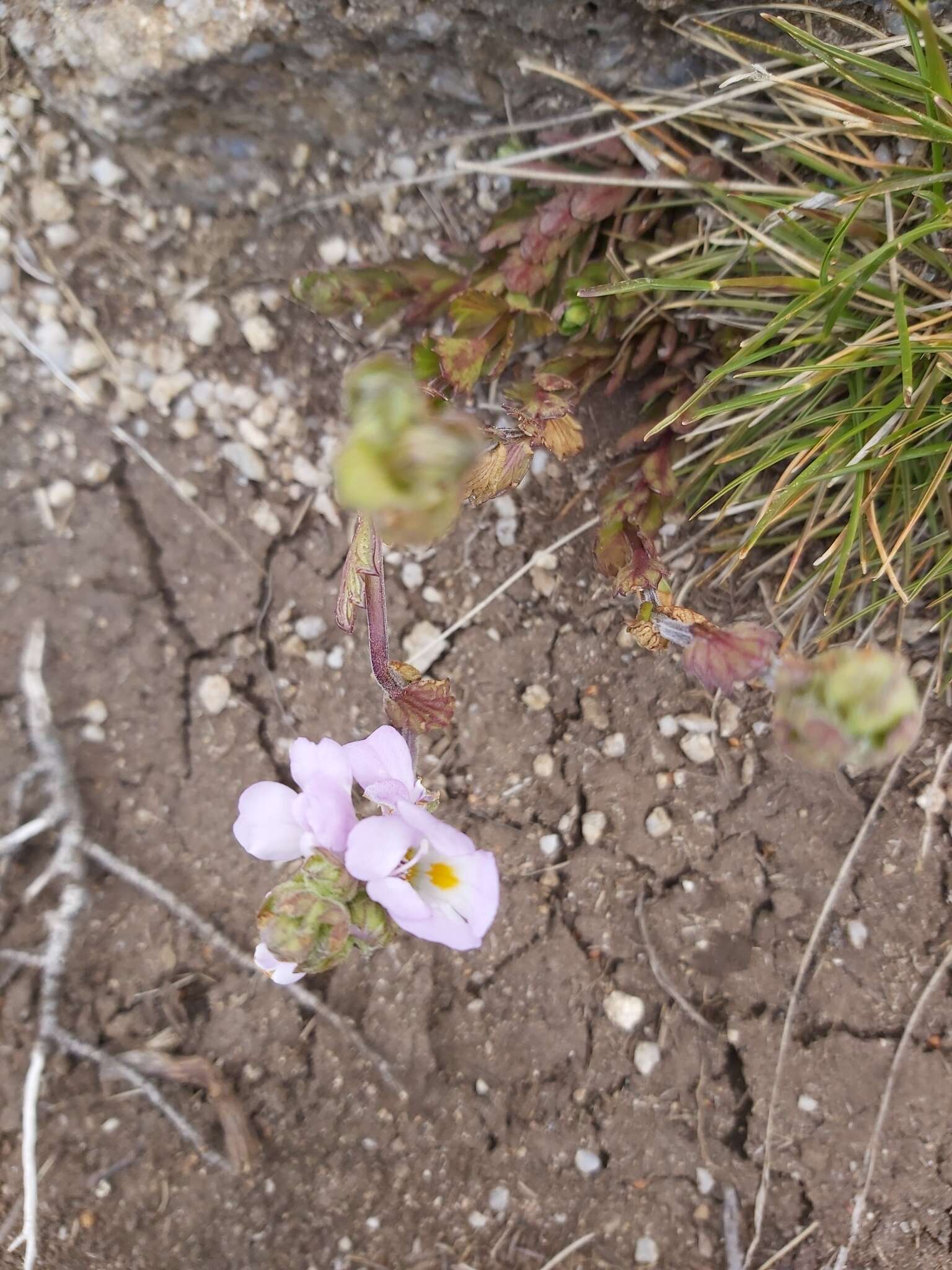 Sivun Euphrasia collina subsp. diversicolor W. R. Barker kuva