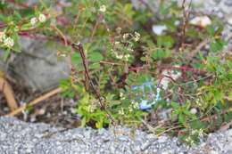 Euphorbia lasiocarpa Klotzsch的圖片