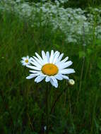 Слика од Leucanthemum ircutianum (Turcz.) DC.