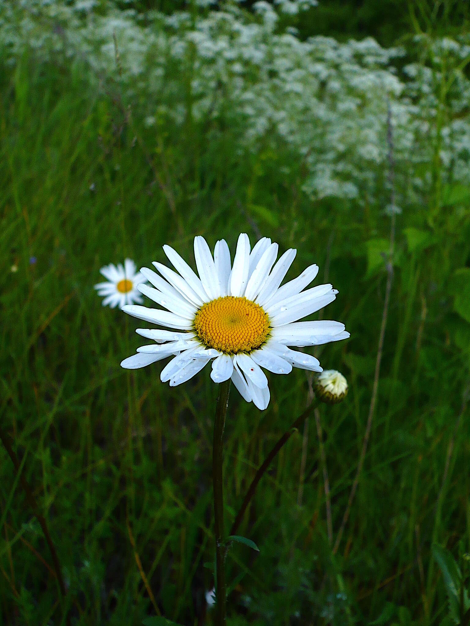 صورة Leucanthemum ircutianum (Turcz.) DC.