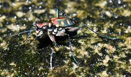 Imagem de Cicindela (Cosmodela) aurulenta Fabricius 1801