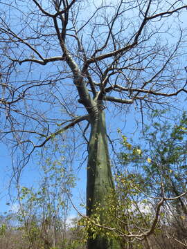 Image of Ceiba trischistandra (A. Gray) Bakhuisen