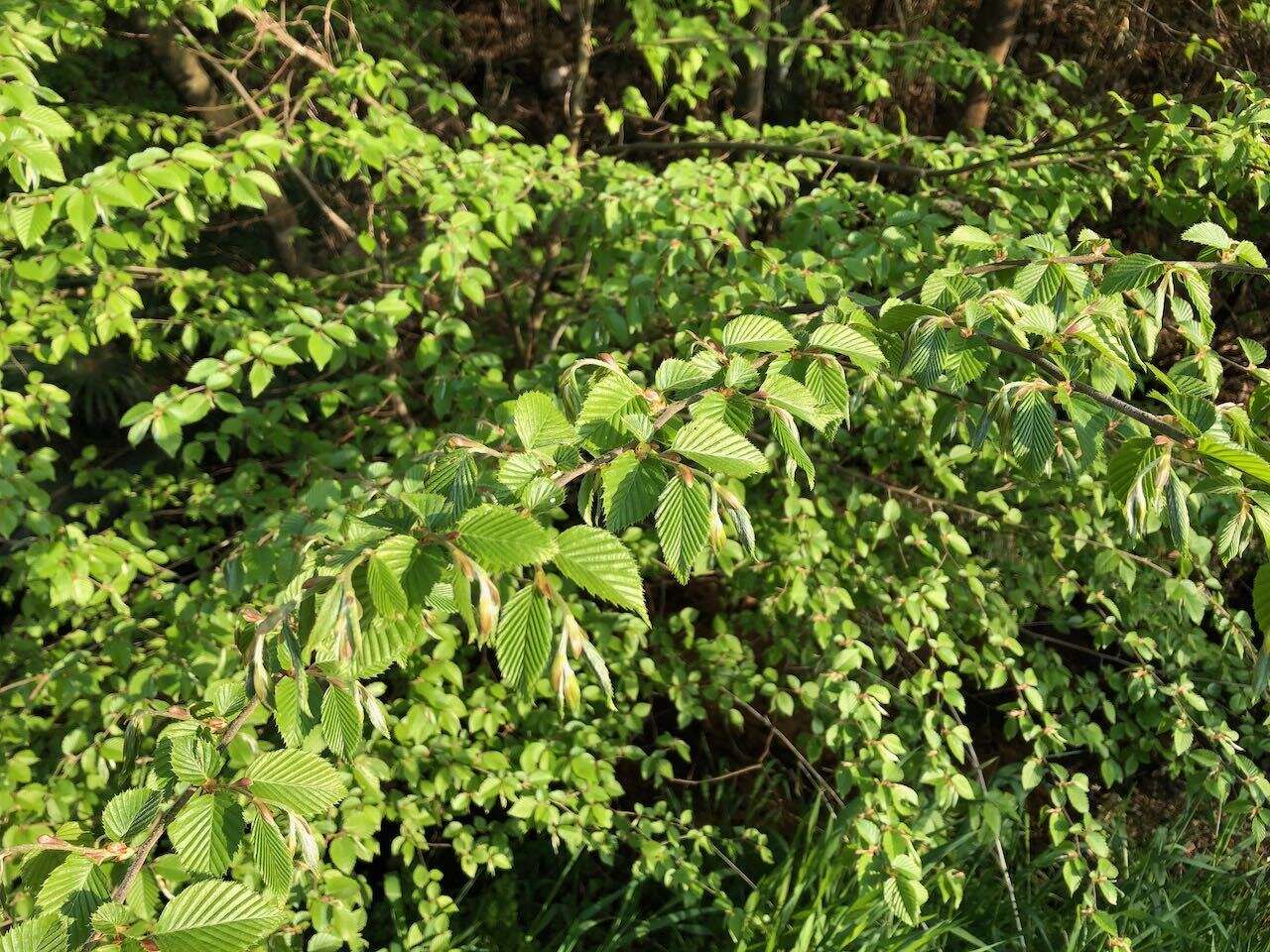 Image of Carpinus tschonoskii Maxim.