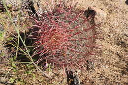 Image of Fire Barrel Cactus