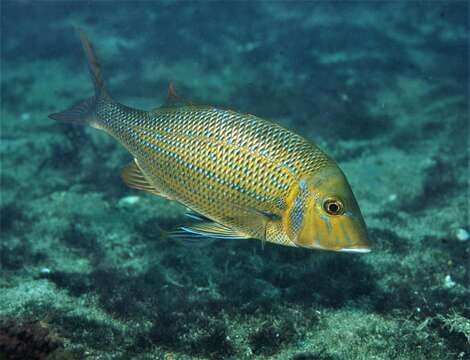 Lethrinus nebulosus (Forsskål 1775) resmi