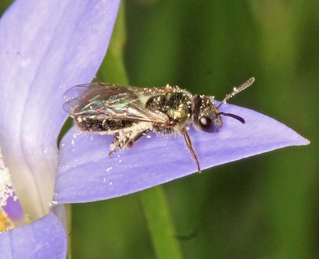 Image of Lasioglossum urbanum (Smith 1879)