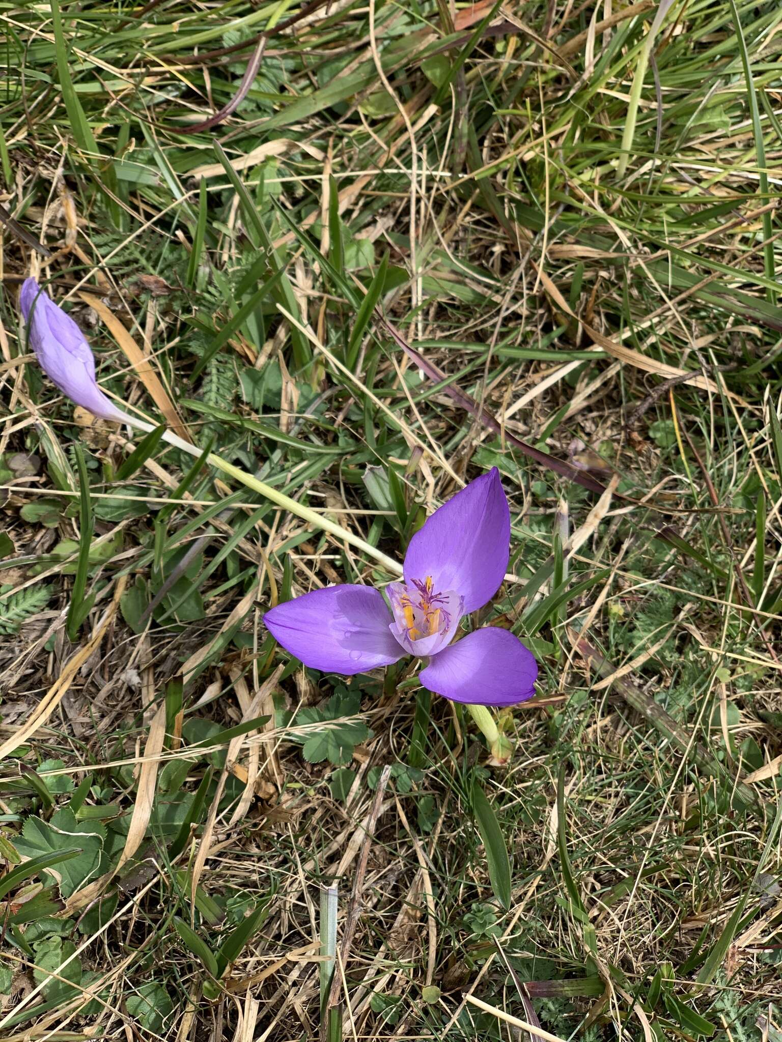 Image of Crocus banaticus J. Gay