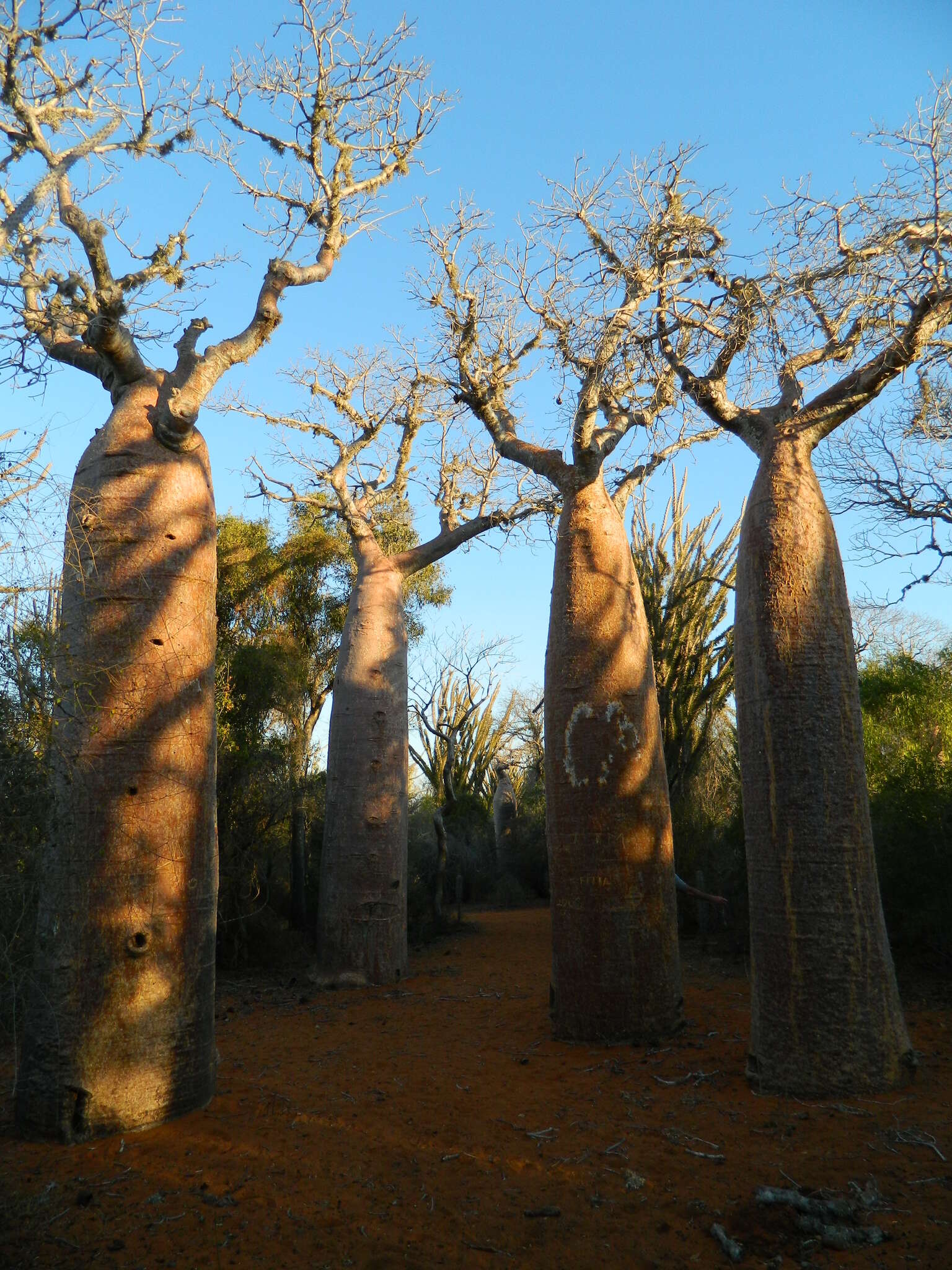 Image of Fony baobab