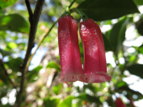 Image of Paphia meiniana (F. Muell.) Schltr.