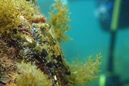 Image of Western Jumping Blenny