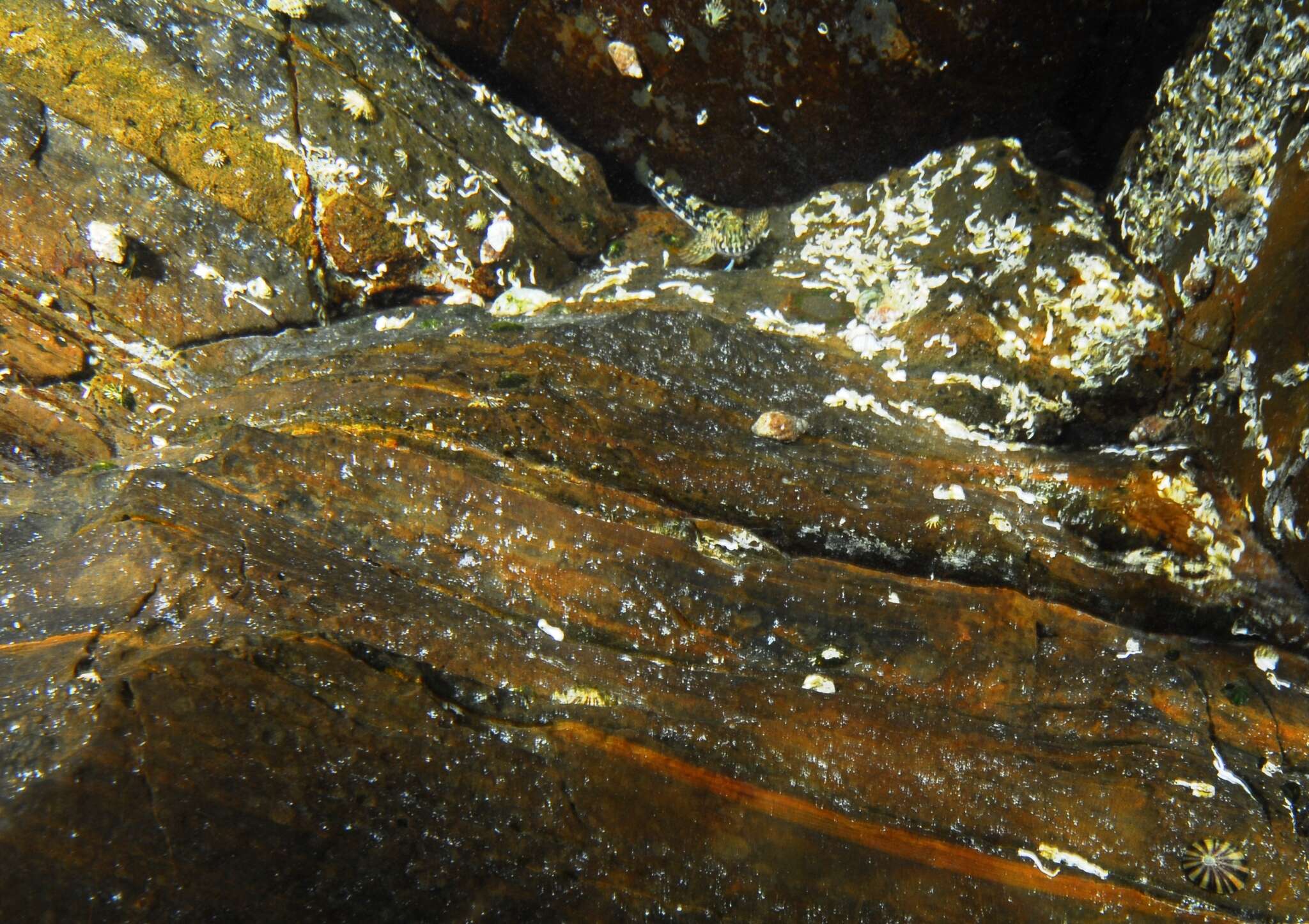 Image of Western Jumping Blenny