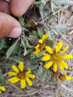 Image of Senecio procumbens Kunth