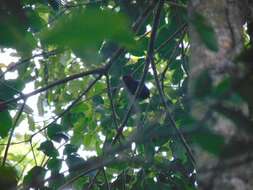 Image of Long-tailed Manakin