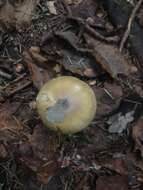 Image of Amanita sinicoflava Tulloss 1988