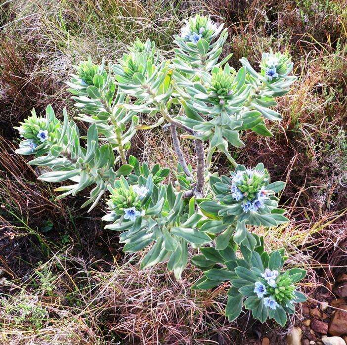 Image of Lobostemon montanus (DC.) Buek