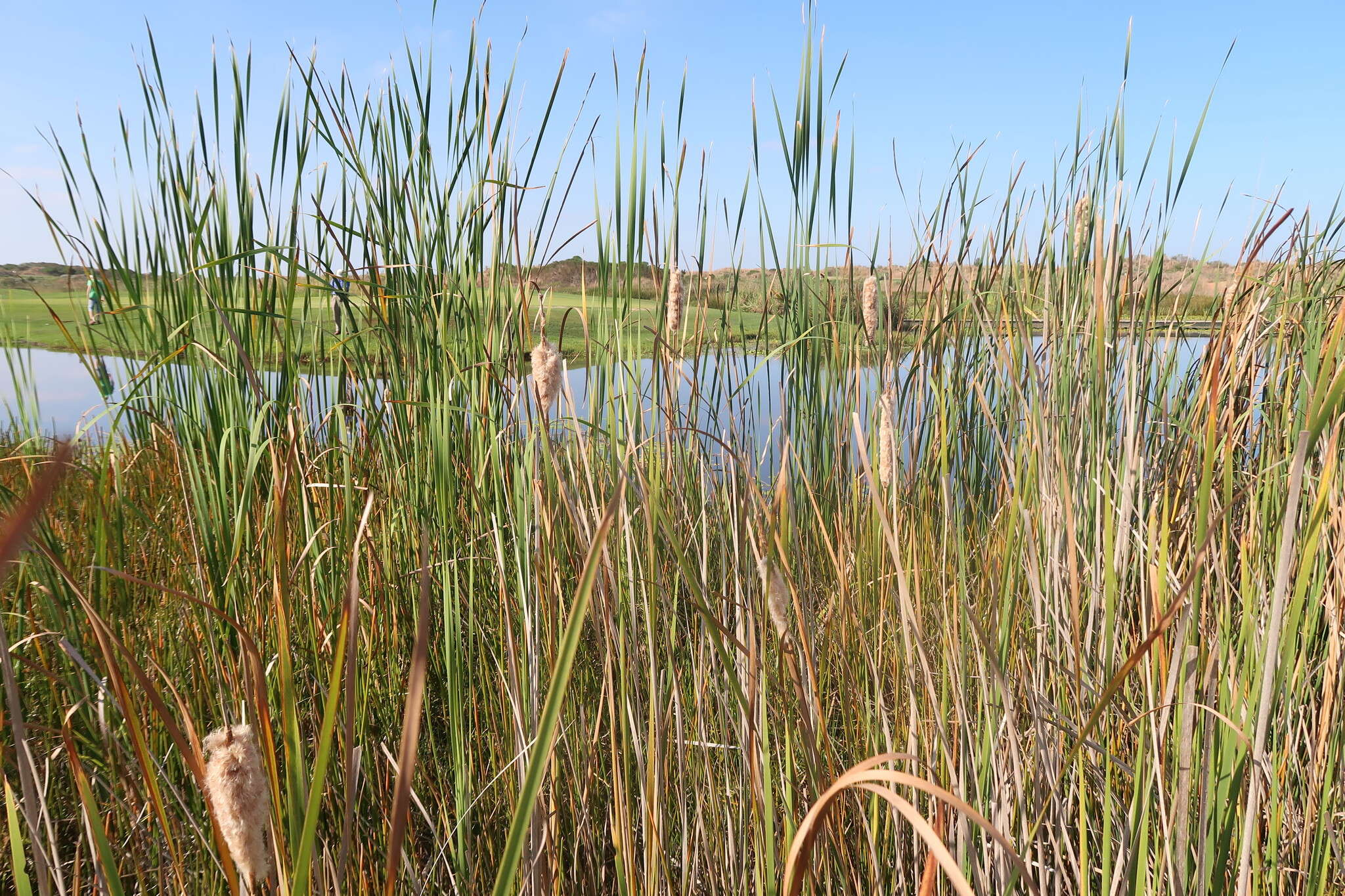 Image de Typha capensis (Rohrb.) N. E. Br.