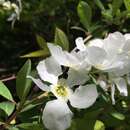 Exochorda giraldii Hesse的圖片