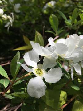 Image of Exochorda giraldii Hesse