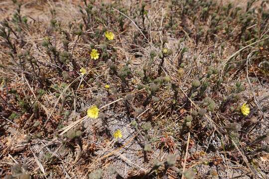 Image of grassland tarweed