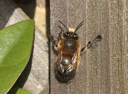 Image de Anthophora plumipes (Pallas 1772)