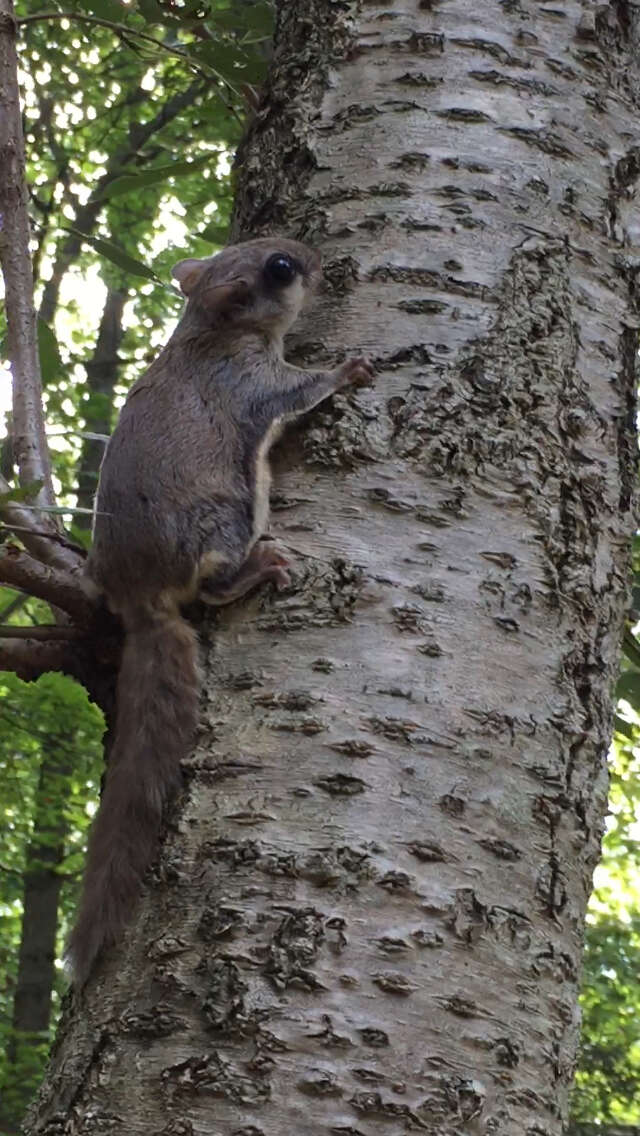 Image of American Flying Squirrels