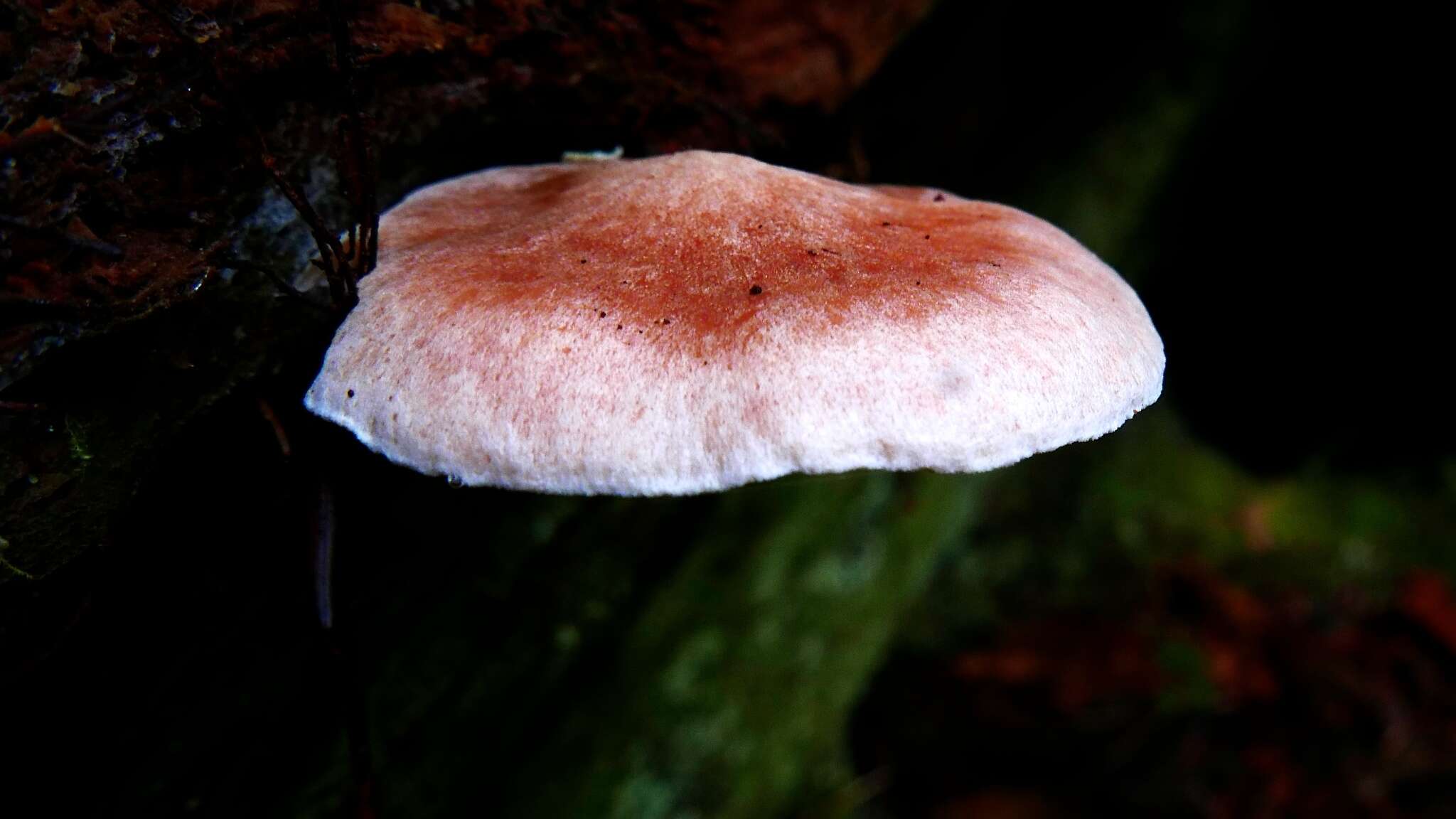 Image of Neolentinus kauffmanii (A. H. Sm.) Redhead & Ginns 1985