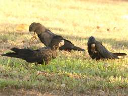 Image of Red-tailed Black-Cockatoo