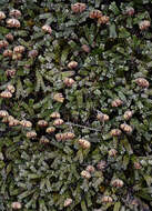 Image of Marchantia macropora Mitt.