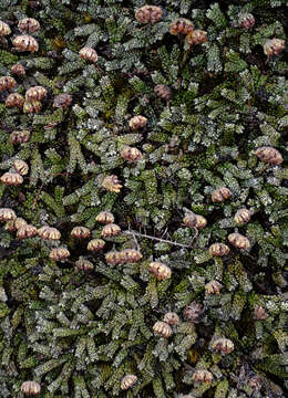 Image of Marchantia macropora Mitt.