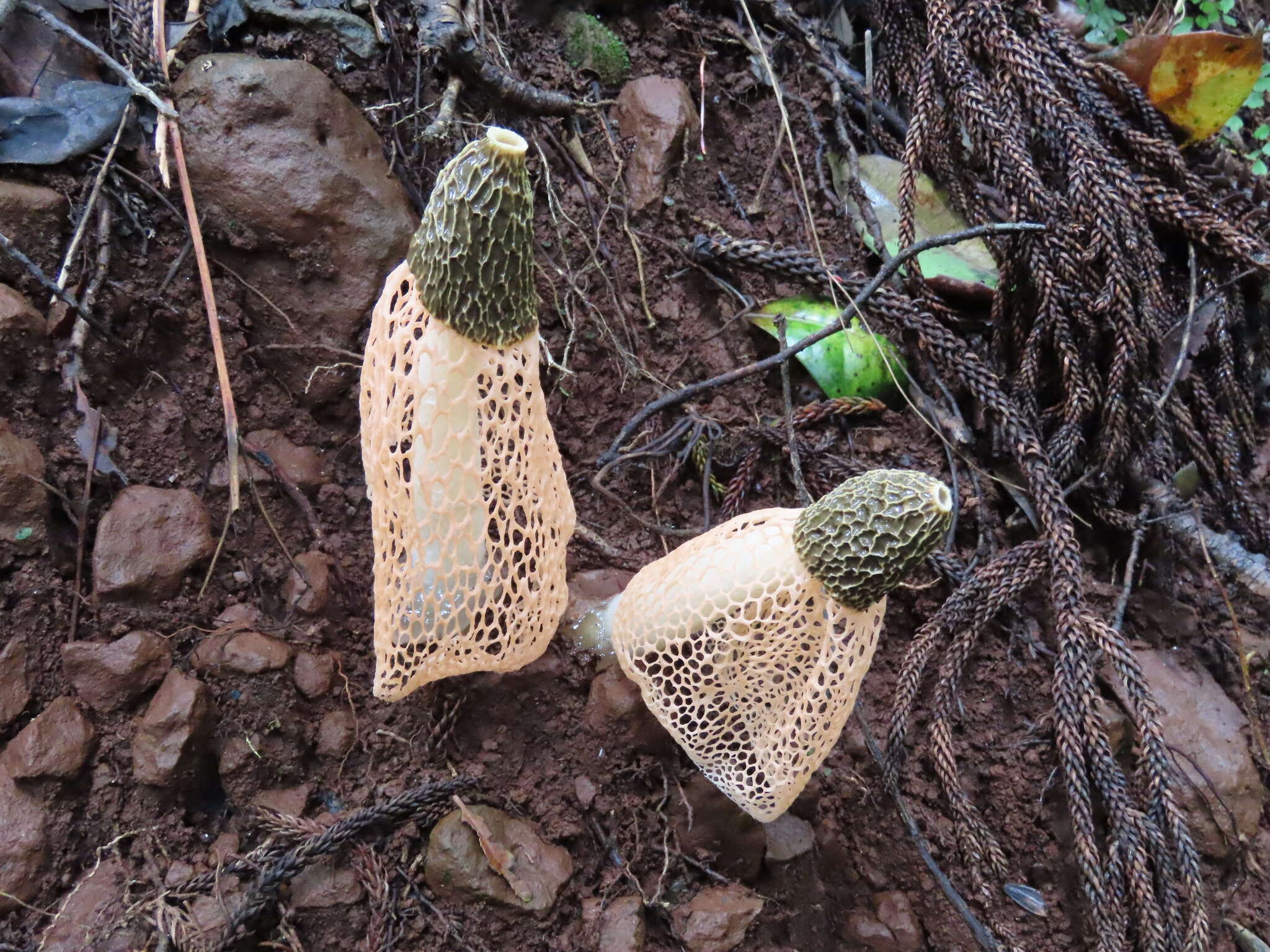 Plancia ëd Phallus lutescens