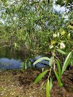 Image of coastal plain willow