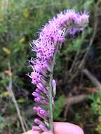 Image of Liatris quadriflora (Chapm.) E. L. Bridges & Orzell