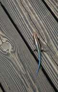 Image of Four-striped Skink