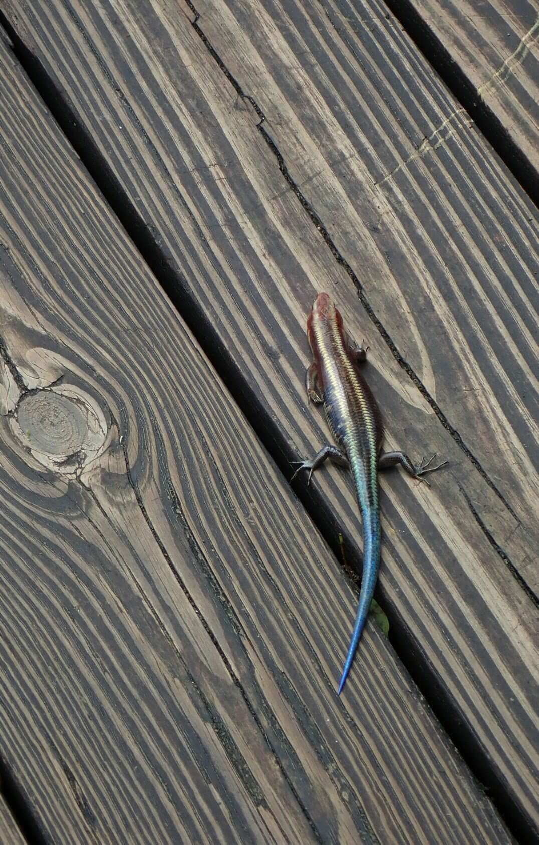 Image of Four-striped Skink