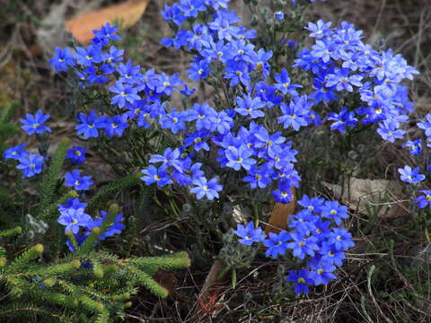 Image of Dampiera linearis R. Br.