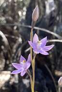 صورة Thelymitra graminea Lindl.