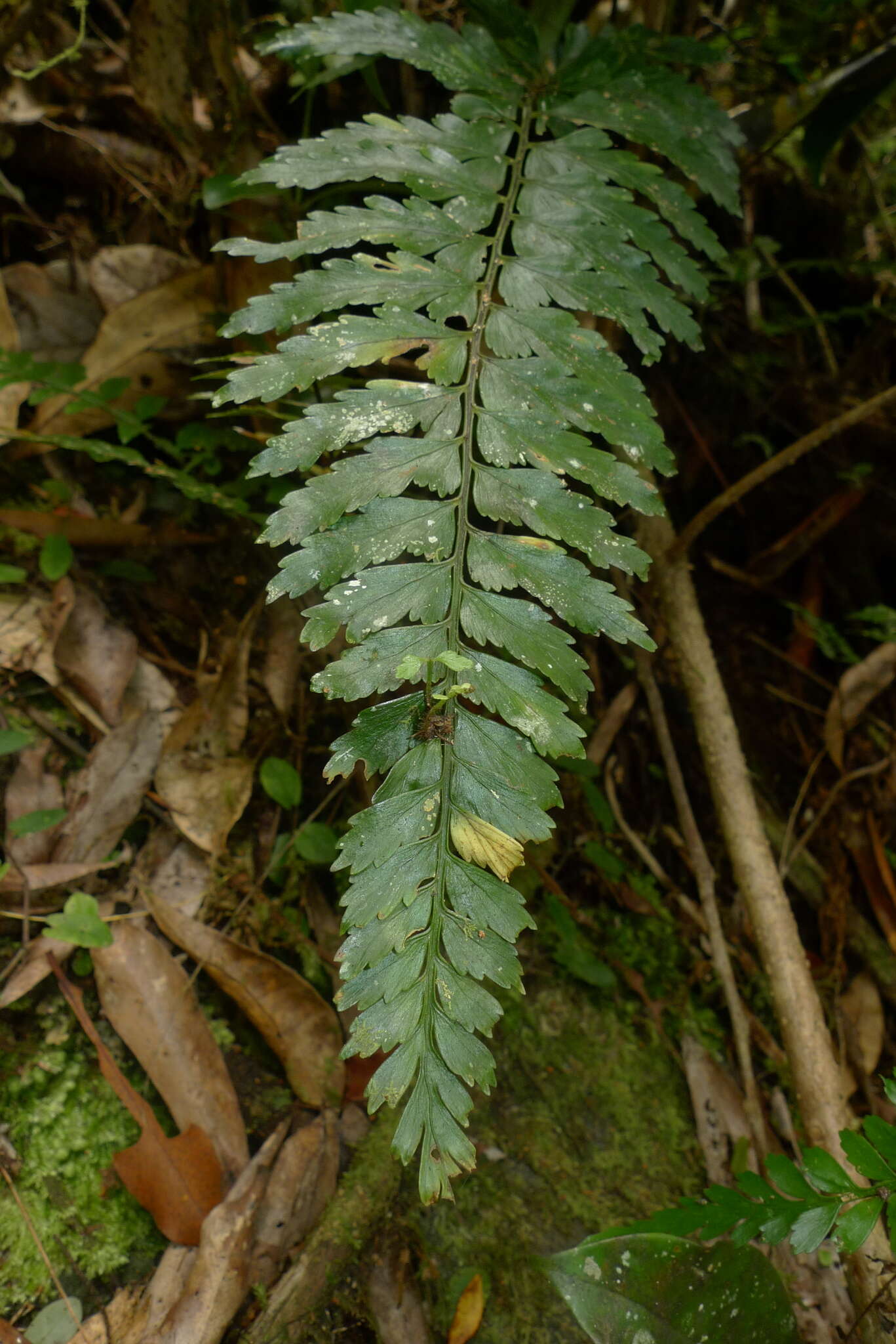 Imagem de Asplenium lobulatum Mett.