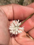 Image of Cephalaria joppensis (Rchb.) Coult.